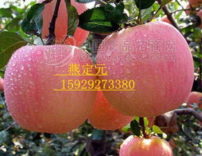 冷庫(kù)紅富士 批發(fā)價(jià)格 廠家 圖片 食品招商網(wǎng)